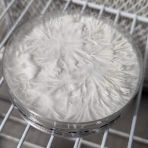 Casper Research Plate 100mm