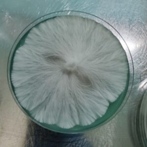 Experiment 95 Research Plate 100mm