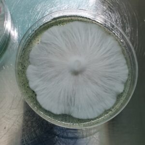 King Cold Research Plate 100mm