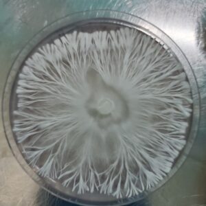 Psilocybe Ingeli Research Plate 100mm
