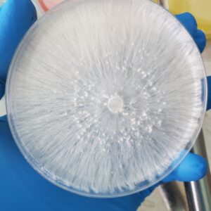 Random Research Plate 100mm
