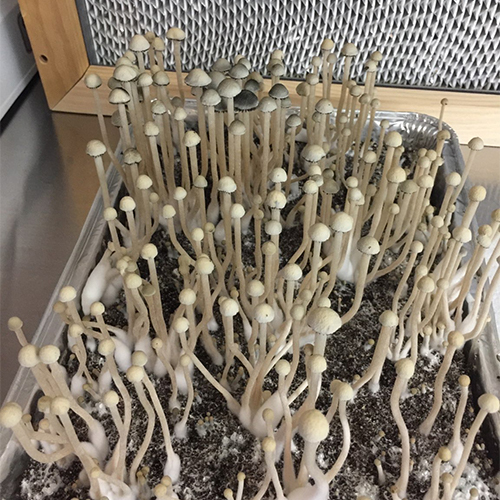 Pan Cyan "BVI" specimens- Sonoran Spores