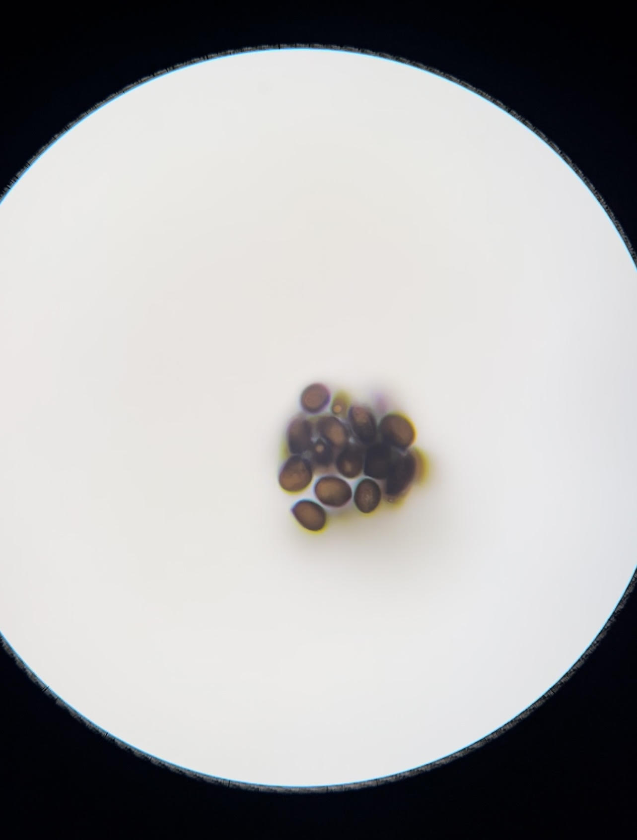 Pan Cyan "BVI" spores underneath microscope - Sonoran Spores