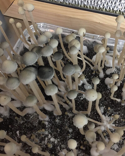Pan Cyan "BVI" specimens- Sonoran Spores