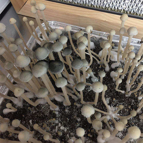Pan Cyan "BVI" specimens- Sonoran Spores