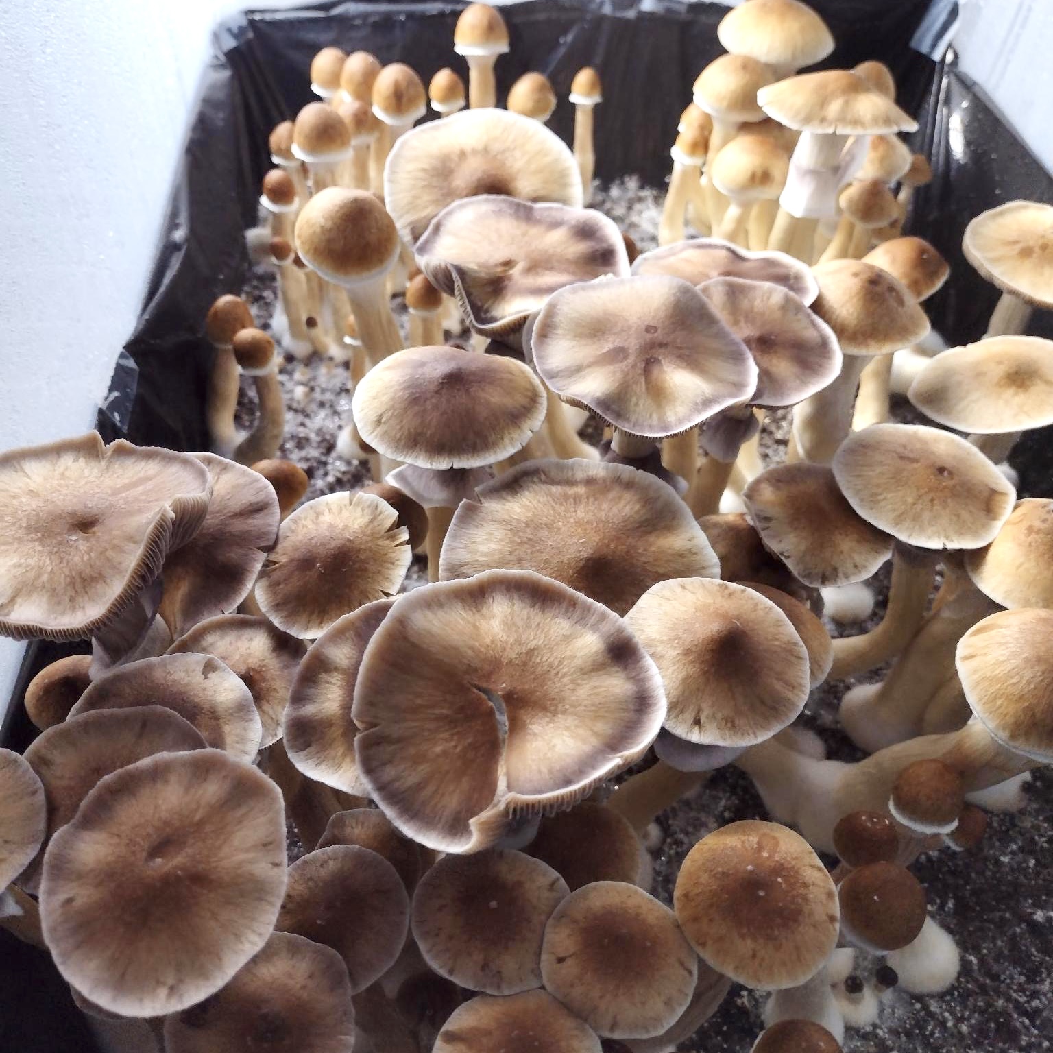 Golden Teacher specimens- Sonoran Spores