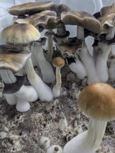 B+ Specimens - Sonoran Spores