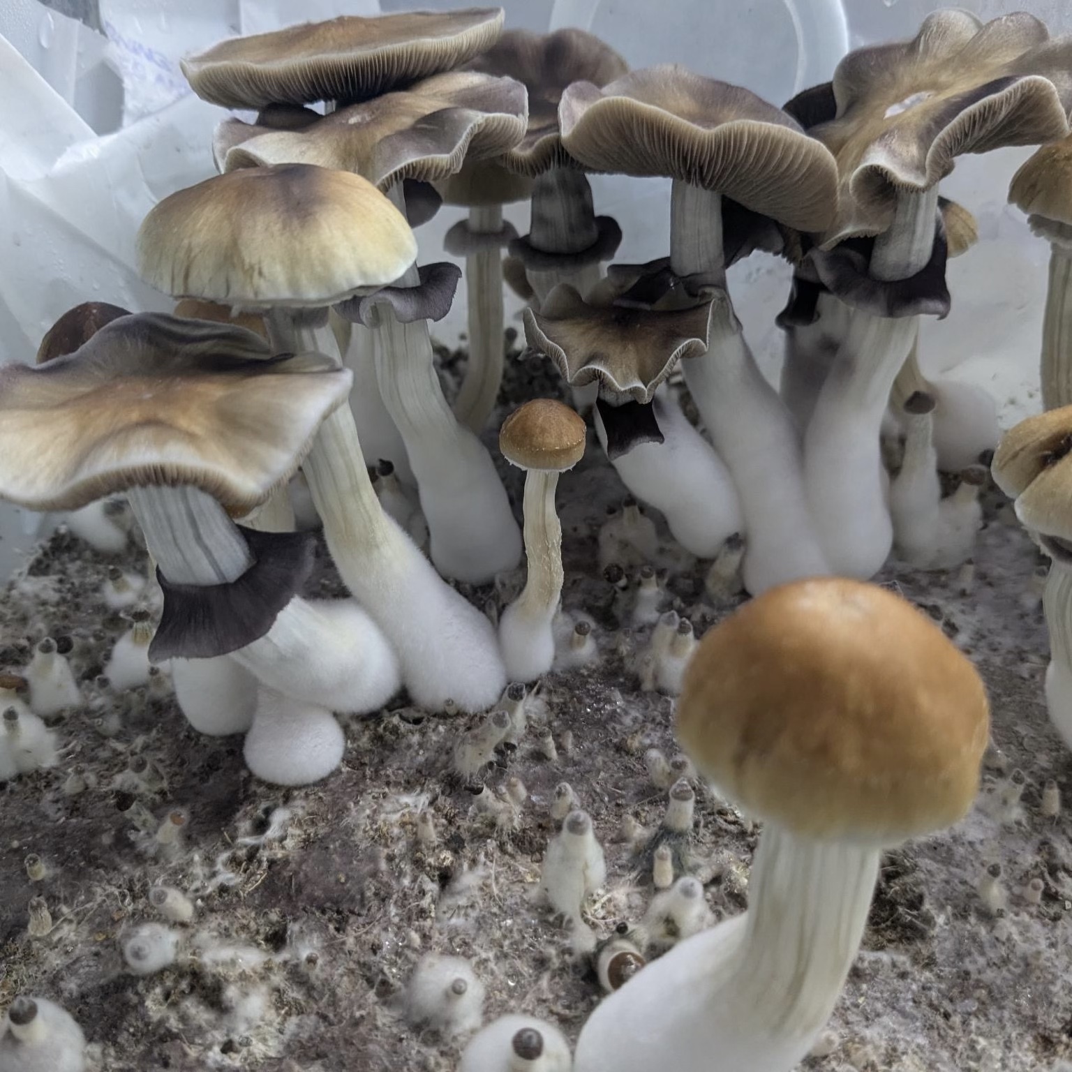 B+ Specimens - Sonoran Spores