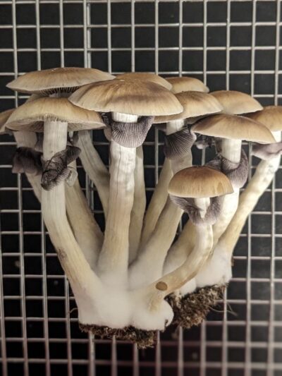 Golden Teacher specimens- Sonoran Spores