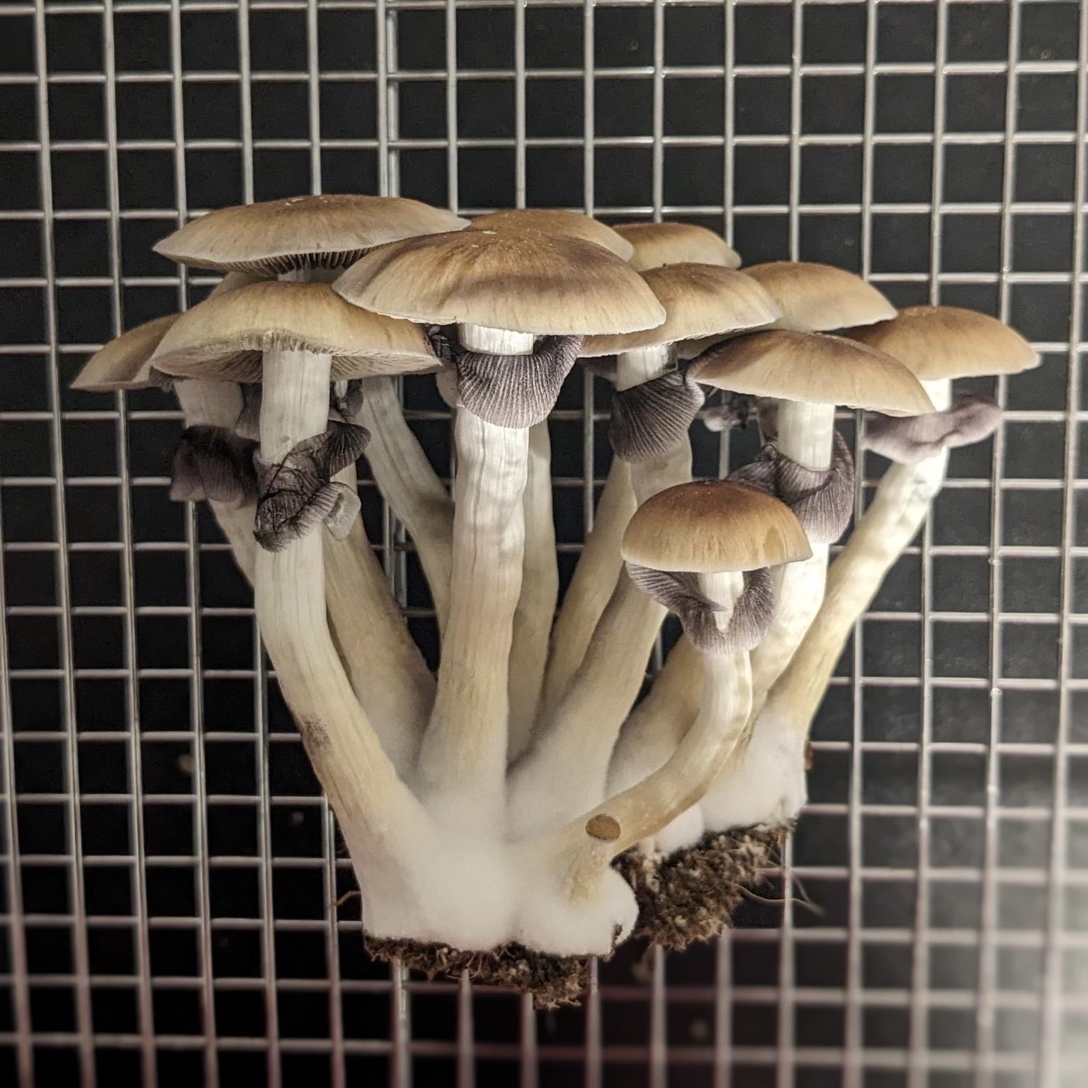 Golden Teacher specimens- Sonoran Spores