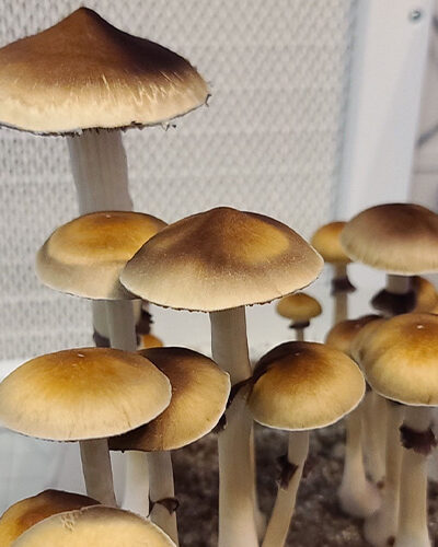 Jedi Mind Fuck Specimens - Sonoran Spores