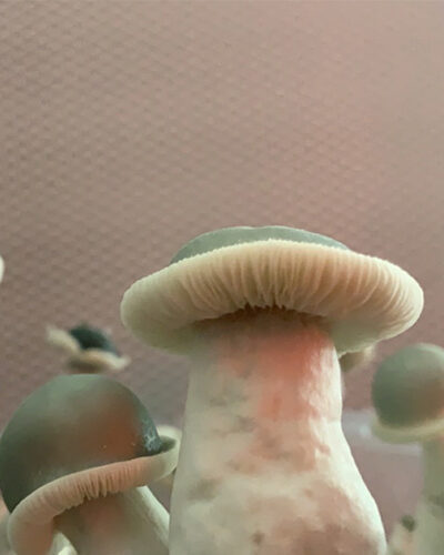 APE Specimen - Sonoran Spores