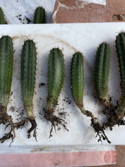 Peruvian Torch Seedlings "Bonny x Peru Blue 3"