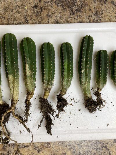 Colossus x MP Scop Seedlings