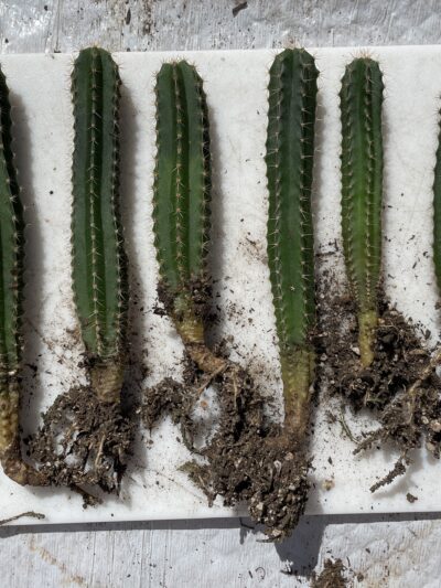 Dr. G Scop x (Super Pedro x J3) Seedlings