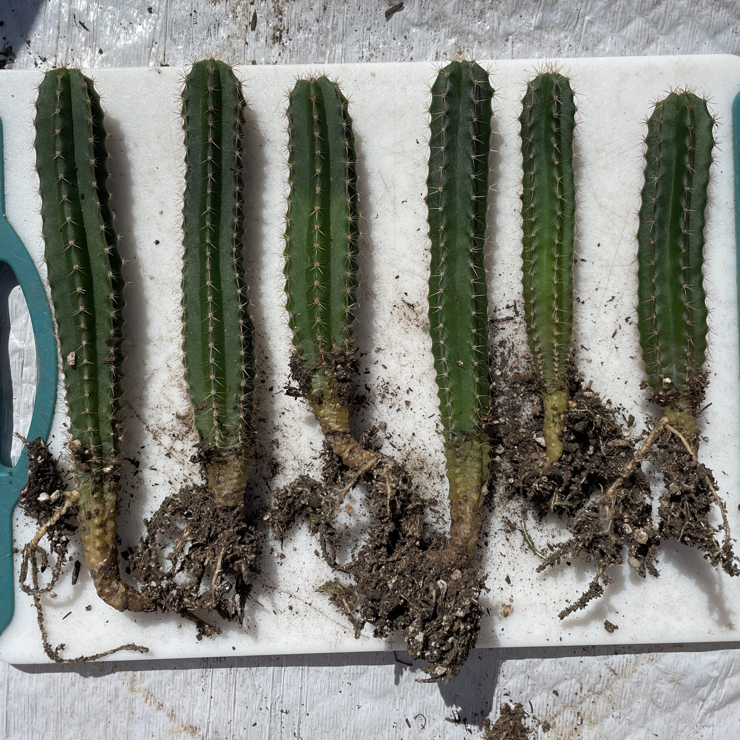 Dr. G Scop x (Super Pedro x J3) Seedlings