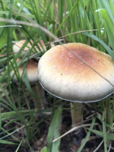Wild Cubensis TTBVI Specimens - Sonoran Spores
