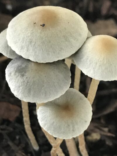 Wild Pan Cyan TTBVI Specimens - Sonoran Spores