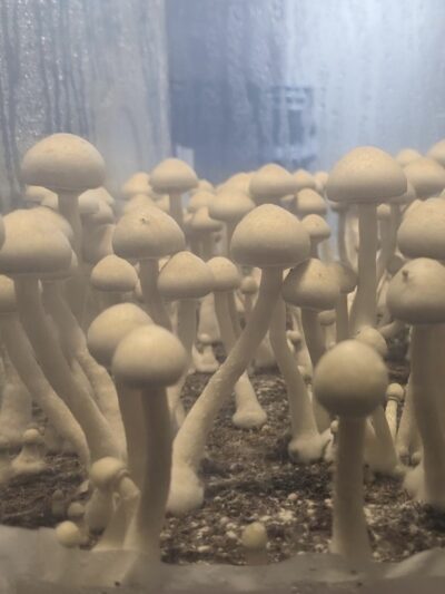 Albino A+ Specimens - Sonoran Spores