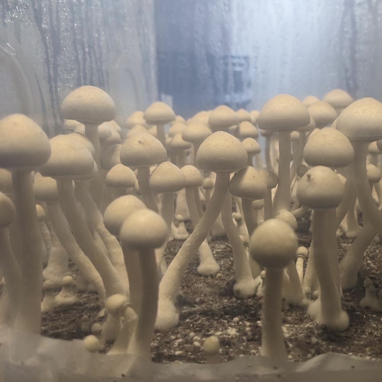 Albino A+ Specimens - Sonoran Spores