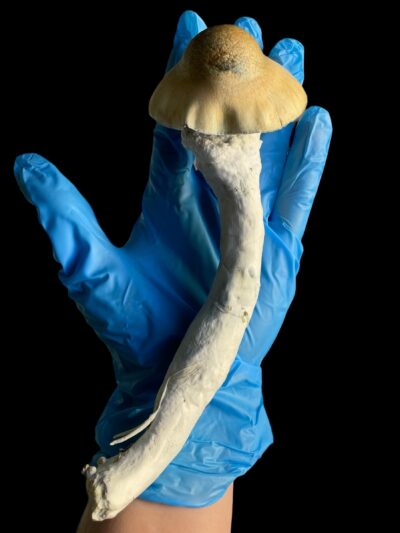 Penis Envy Specimen - Sonoran Spores
