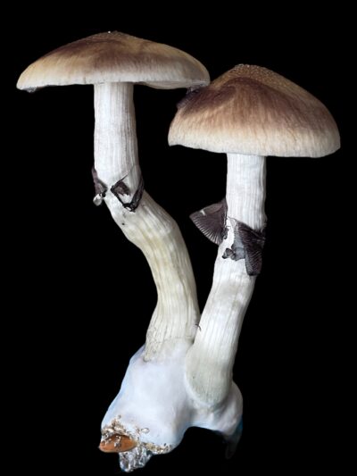 Lizard King Specimens - Sonoran Spores