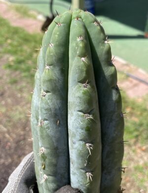 San Pedro Cactus