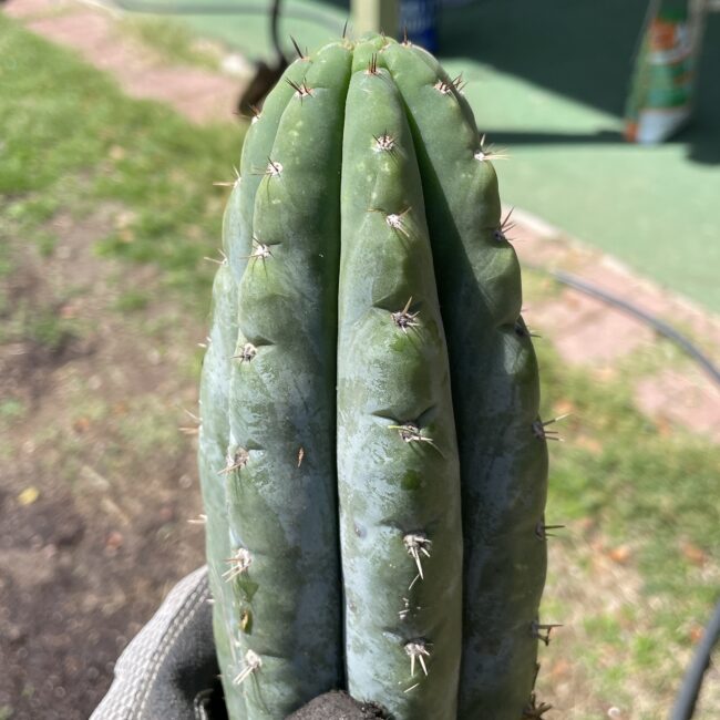 San Pedro Cactus