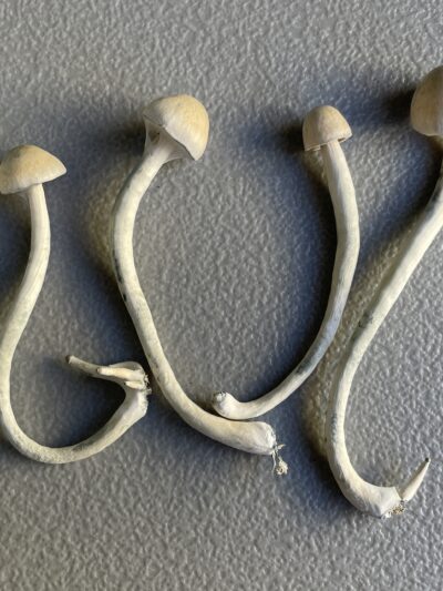 P. Ochraceocentrata Specimens - Sonoran Spores