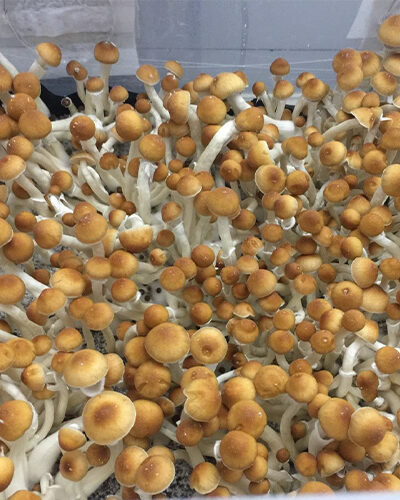 Mazatapec Specimens - Sonoran Spores