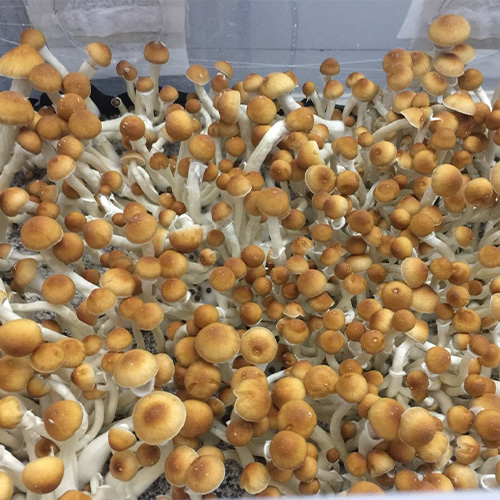 Mazatapec Specimens - Sonoran Spores