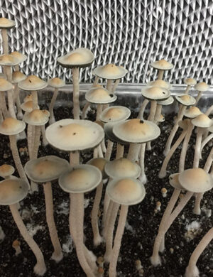 Pan Cyan "Huasteca" Specimens - Sonoran Spores