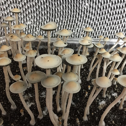 Pan Cyan "Huasteca" Specimens - Sonoran Spores