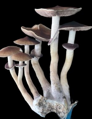 Oak Ridge Specimens - Sonoran Spores