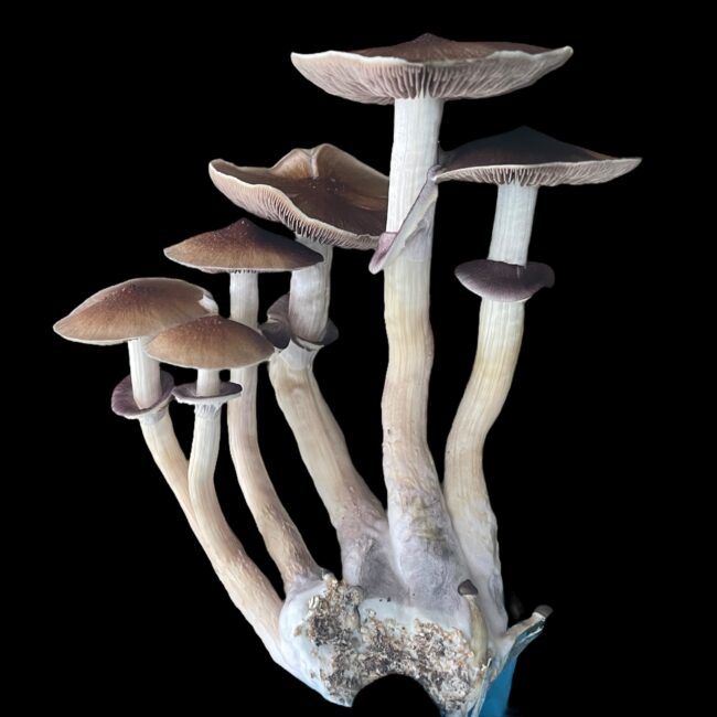 Oak Ridge Specimens - Sonoran Spores