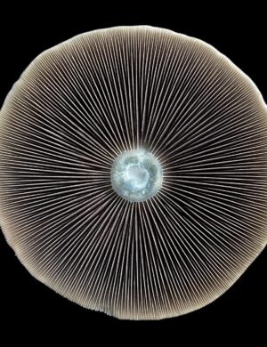 Large Cap for Spore Prints - Sonoran Spores