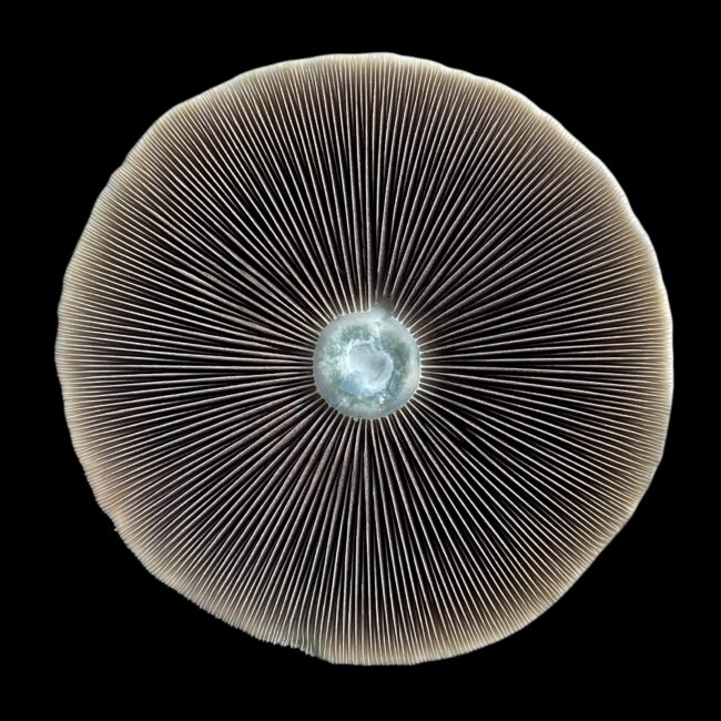 Large Cap for Spore Prints - Sonoran Spores