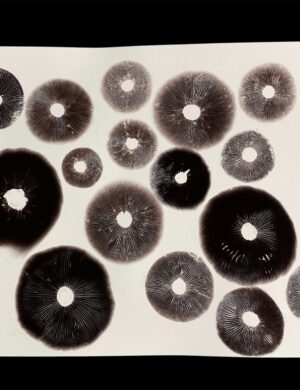 Spore Print Art - Sonoran Spores