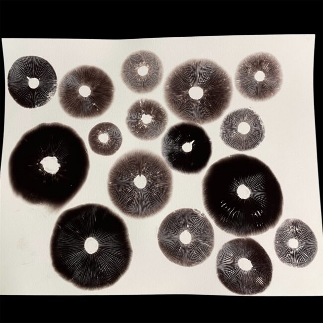 Spore Print Art - Sonoran Spores