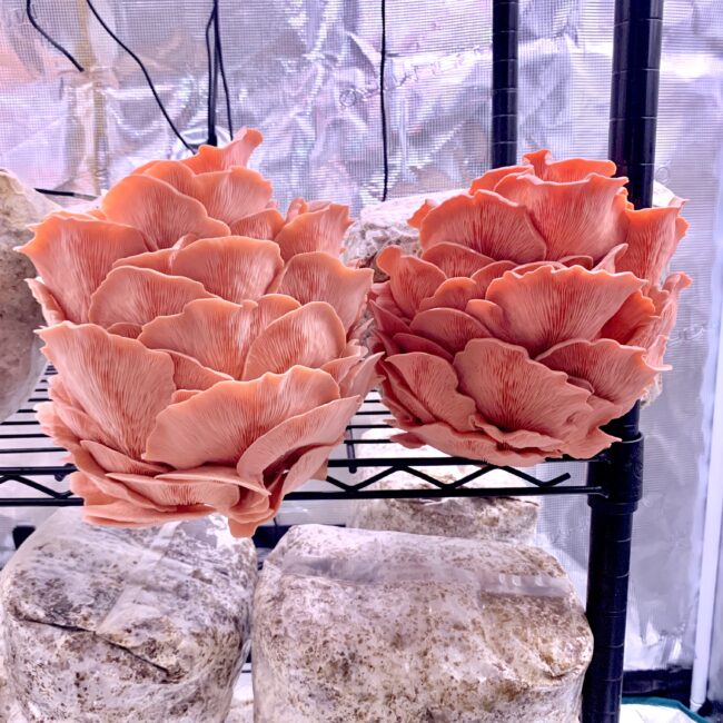 Pink Oysters - Sonoran Spores