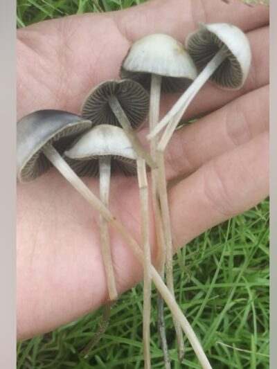 Wild Pan Cyan N. Florida Specimens - Sonoran Spores
