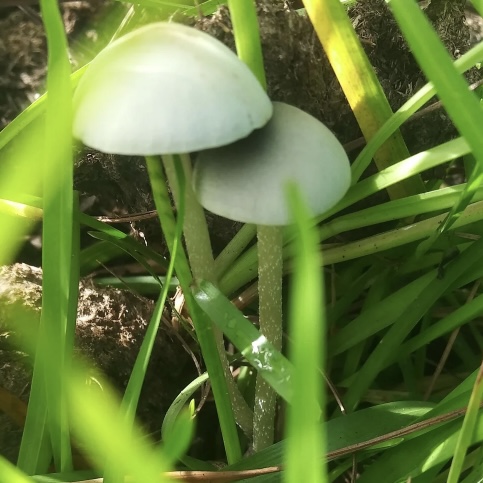 Wild Pan Cyan N. Florida Specimens - Sonoran Spores