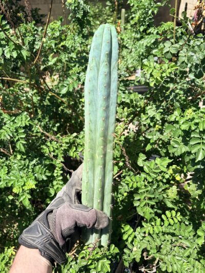 15in San Pedro "TPQC" Cutting
