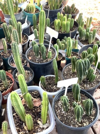 San Pedro Mystery Seedling