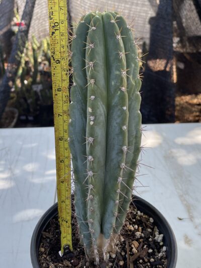 Fully Rooted Peruvian Torch