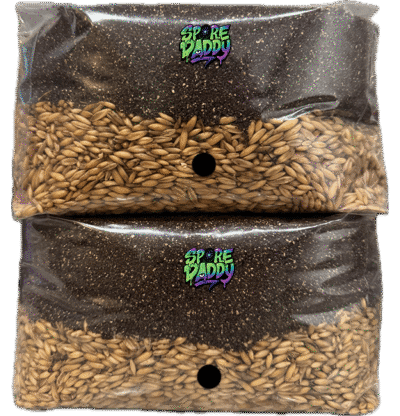 Mushroom Grow Bag. (Double Pack) x2