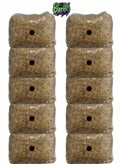 3 lbs sterilized millet with injection port. (10) Pack Bundle