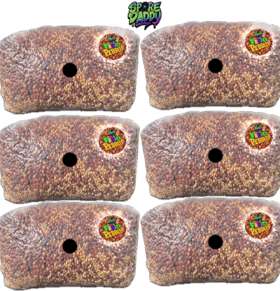 (6 pack) Milo & Millet Sterilized Grain Bags W/ Injection ports