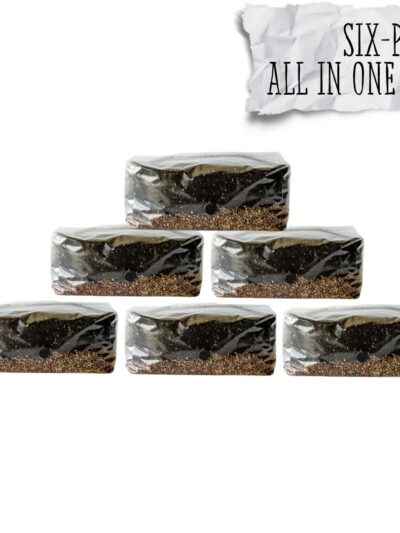 6 Pack | 6 lb All-in-One Mushroom Grow Kit