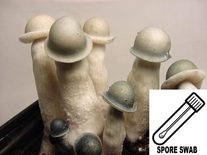 Albino Penis Envy